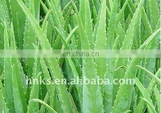 Aloe Cactus Juice Extractor Machine Aloe Cactus Juicer Machine photo-2