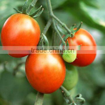 Hot Sell and Good Quality Canned Tomato Paste
