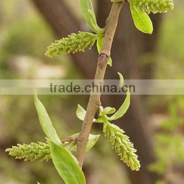 White Willow Bark Extract