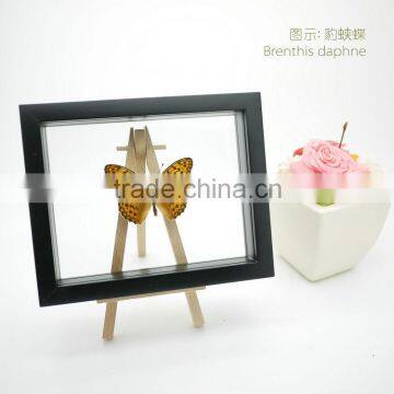 FOUSEN(039) Nature& Art Natural Species Glass Frame Gift photo-2