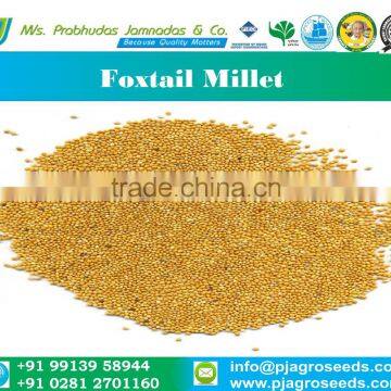 Yellow - Millet