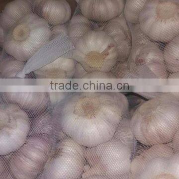 500g normal white garlic