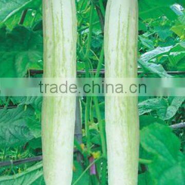 Hybrid Fi white cucumber seeds for growing-Shu Yan No.2