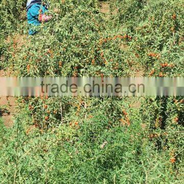 2016new harvest Tibet organic natural dried goji berries