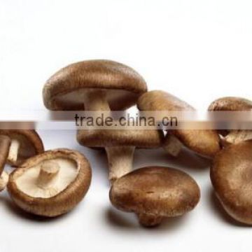 High Purity Shiitake Mushroom Extract Powder