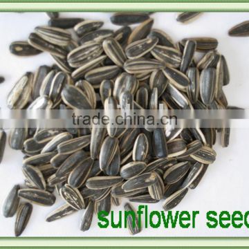 chinese sunflower seeds 5009, 5135, 20/64,22/64, 24/64