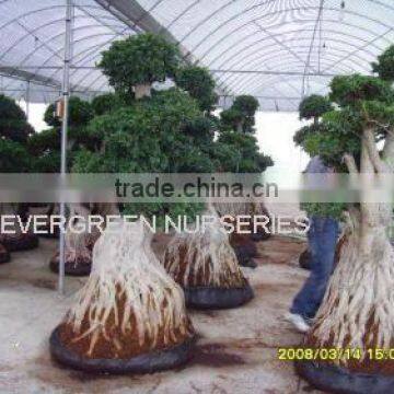 Ficus microcarpa, big tree