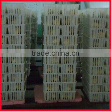 Plastic Chicken Tranport Stackable Cage/box/crate for Child Chicken photo-4