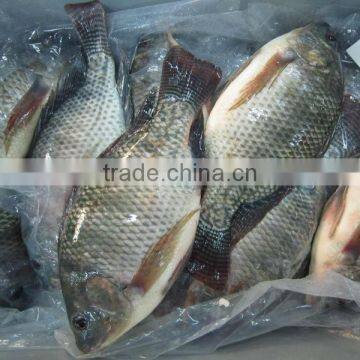 Whole & Round Frozen Tilapia photo-2