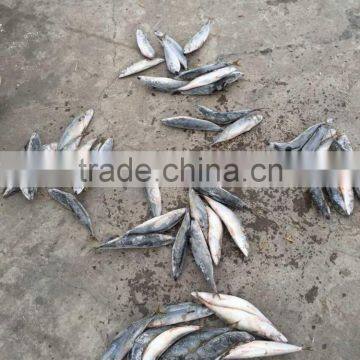 2016 Landing Sea Frozen Mackerel 250-300g photo-4