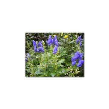 Lappaconite Hydrobromide 96% CAS 97792-45-5