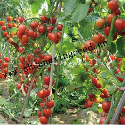 Hybrid Chinese Factory Supply Plum Red Cherry Tomato Seeds for Planting photo-4