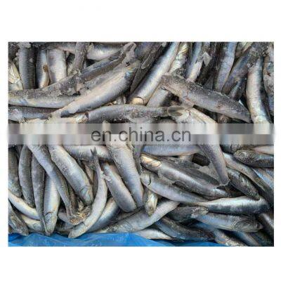 Wholesale fresh frozen anchovy block good quality