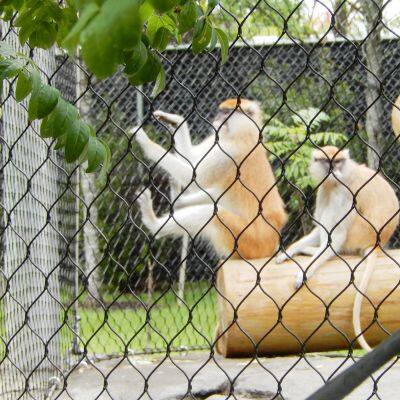 Cargo Net Metal Rope Mesh for Backpack and Bag Protector Ss Wire Rope Mesh Window Safety Protect Mesh Flexible Cable Net