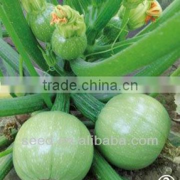 Green Pearl 3 chinese round shape hybrid f1 squash seeds