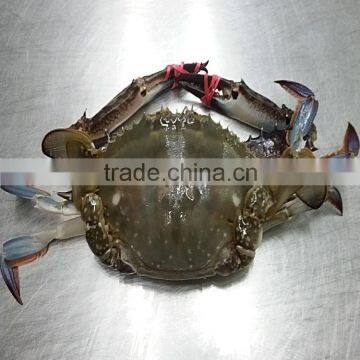 Frozen Half-Cut Blue Swimming Crabs photo-3