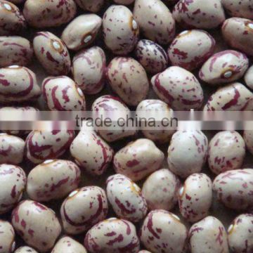 Light speckled kidney beans new crop