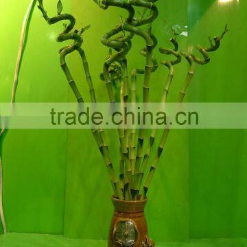 spiral lucky bamboo stem bonsai 15cm-100cm dracaena sanderiana indoor aquatic feng shui plants nursery garden decoration