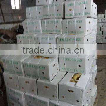 FRESH GINGER WITH PVC BOXES FOR MIDDLE EAST MARKET photo-2