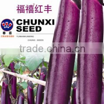 Thin and Long Hybrid F1 Purple Red Eggplant Seeds-We are Seeds Company