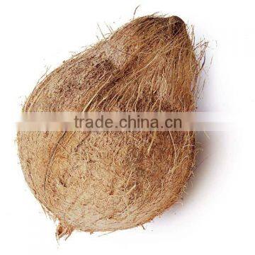 Best and cheap coconut supplier from South India
