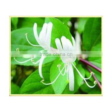 Honeysuckle Flower Chinese Herb Medicines