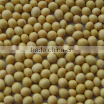 soybean