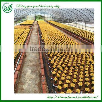 Cactus And Succulent Nursery