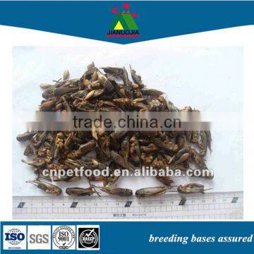 wholesale dried crickets insect microwave feed