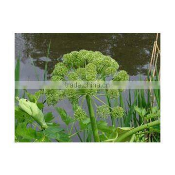 NATURAL ANGELICA ROOTS OIL photo-2