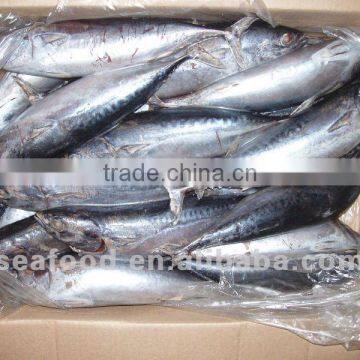 frozen bonito 500-750g, 750g+ whole and round