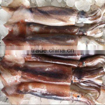 Frozen Squid Frozen Illex Argentinus Squid