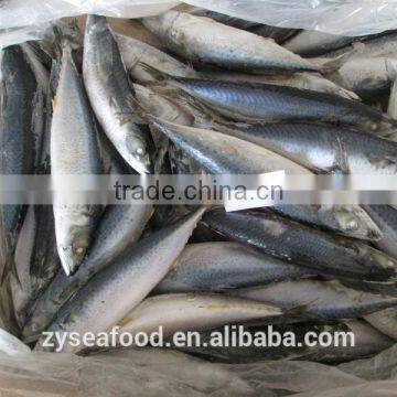 2017 New Arrived Great Pacific Mackerel photo-3