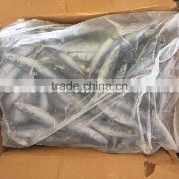 SEA FROZEN MACKEREL SIZE 6 FOR SALE MARKET photo-2