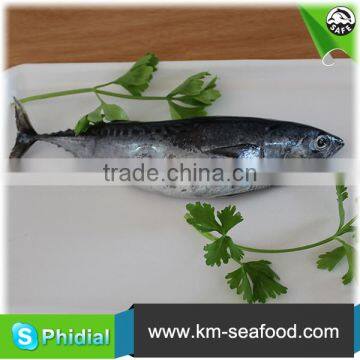 China Manufacturer Fresh Frozen Bonito Fish For Sale photo-3
