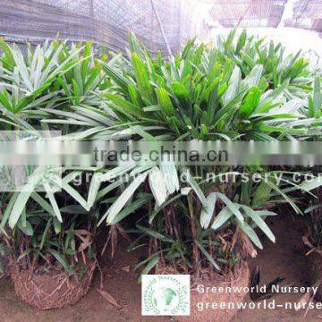 rhapis excelsa 50cm height