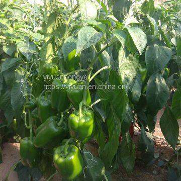 Hybrid sweet pepper seeds vegetable seeds No.08