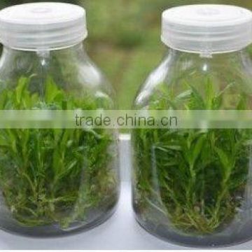 Tissue culture bottle