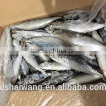 Size 65 - 70 pcs / 10kg Frozen Round Scad for wholesale