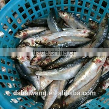 Land Frozen Sardine Sardinella lemuru for Bait with size 90 pcs