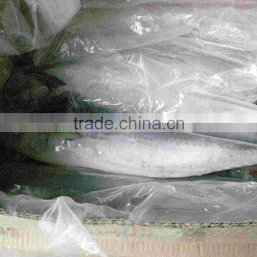 Frozen Spanish Mackerel King Fish for Sale photo-6