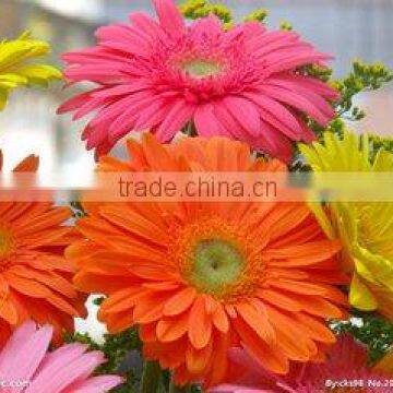 Popular Gerbera Flowers Fresh Cut Flowers From Kunming photo-5