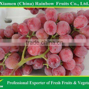 Global Grpaes/fresh Grapes Price