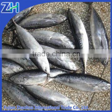 Frozen Bonito Tuna for canning from China