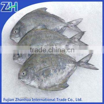 frozen silver pomfret in market