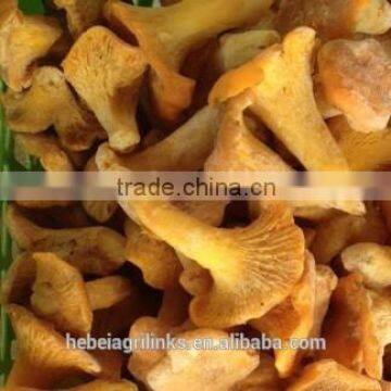 frozen style Chinese Chantherellus mushroom