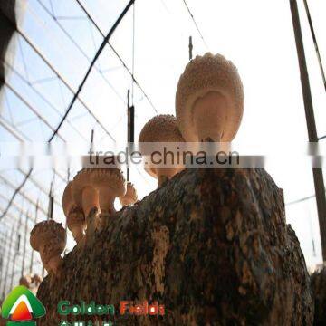Most Competitive Market Prices for Milky Shiitake Mushroom photo-4