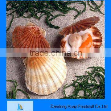 Supply Janpan original frozen hokkaido scallop