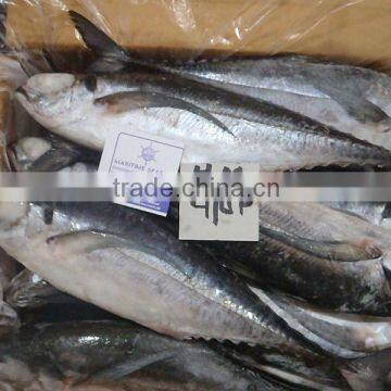 HORSE MACKEREL photo-3