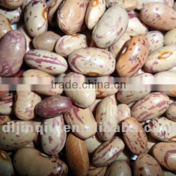 pinto beans 2011 crop